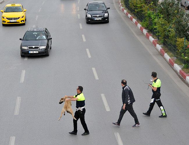 Police officers praised for helping dog cross road in Antalya in Turkeya??s south