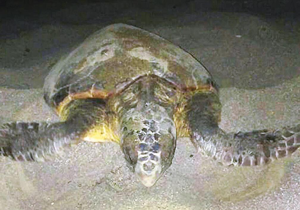 Sea turtles lay eggs early this year