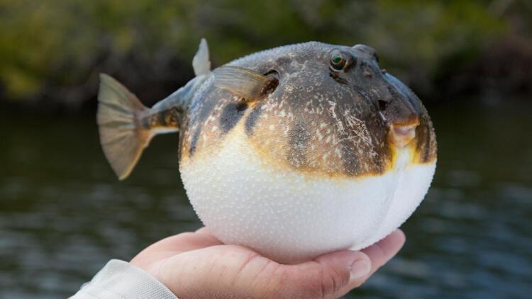 Nearly 28,000 pufferfish caught in 23 days, far below target