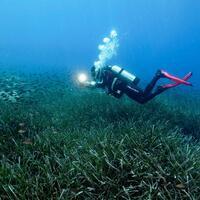Global warming changes biodiversity of Mediterranean Sea - Hurriyet Daily News