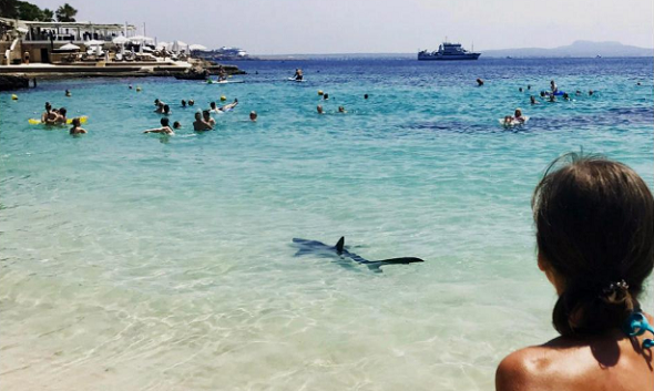 Akdeniz'in ünlü plajında köpekbalığı paniği