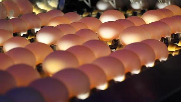 Tavuk eti ve yumurta üretiminde rekora doğru