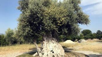 İşte Cumhurbaşkanı Erdoğan'ın bahsettiği o ağaç! Tam 1300 yaşında...