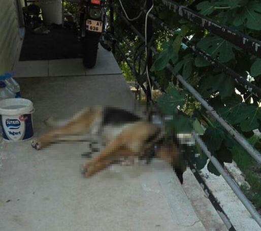 Antalyada 2 köpeğin zehirlenerek öldürüldüğü iddiası