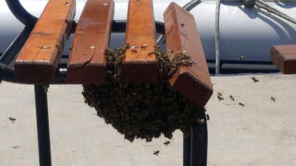 Arılara ne oluyor Nedeni belli oldu