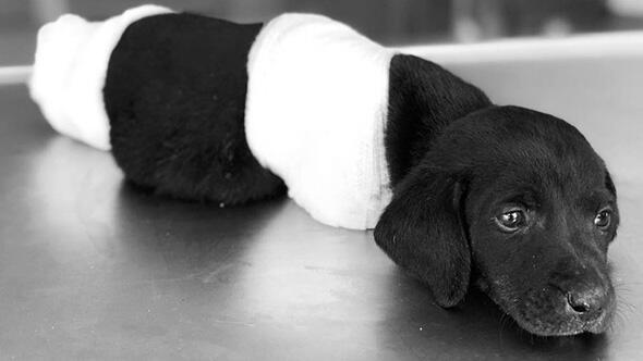 四肢を切られた子犬の死 動物虐待で捜査