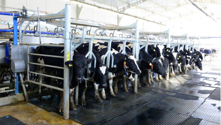 Doğa Tarım’da süt üretimi durduruldu