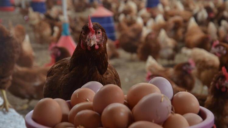 Irak'ın ithalatı durdurması yumurta fiyatını düşürdü 