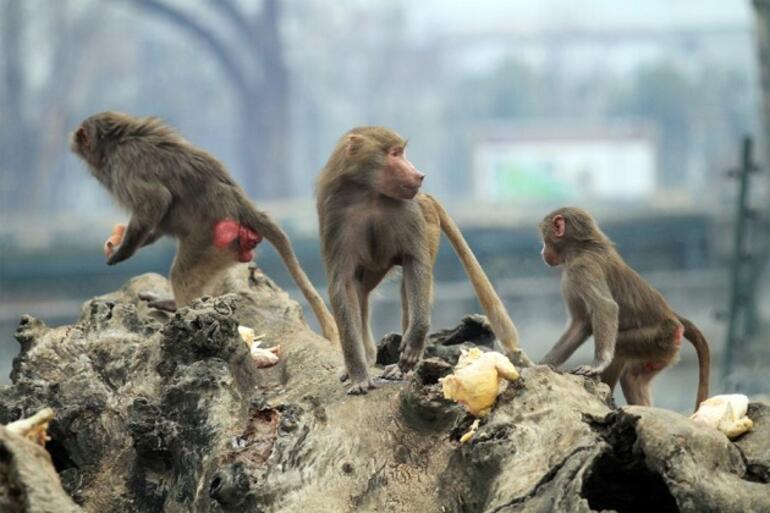 Tayland’ın çalışan maymunları: Makak