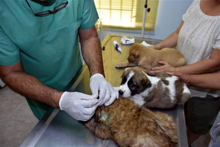 Marmaris’te üç yavru köpeğe işkence yapan asker gözaltına alındı