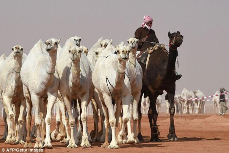 ‘Botoks yaptıran’ 12 deve güzellik yarışmasından atıldı