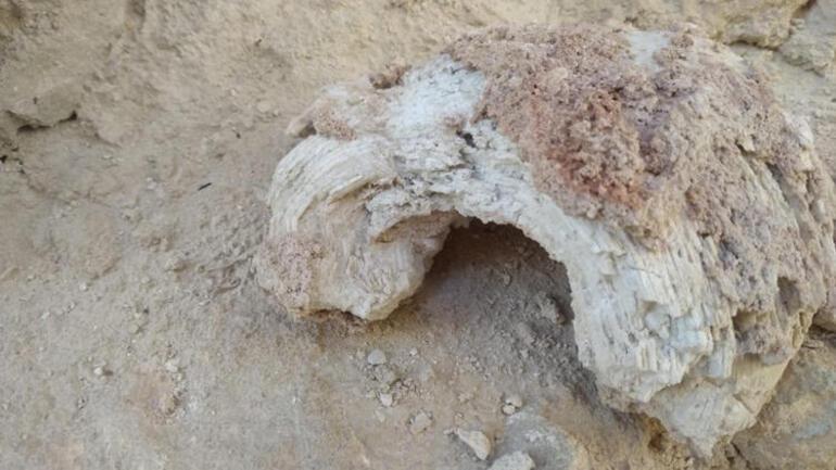 Mardin’de dinozor fosili iddiası heyecan yarattı
