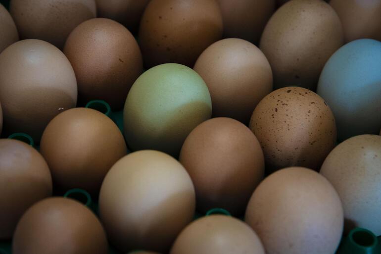 Kanser ilaçları yumurtlayan tavuk yetiştirildi