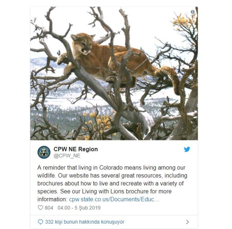 ABDde bir kişi kendisine saldıran dağ aslanını boğdu