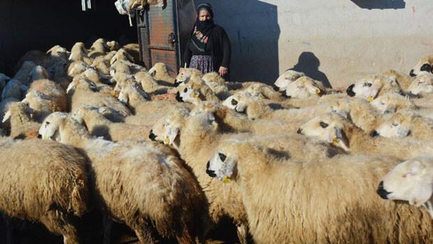 Köy şokta 500 koyun ölü kuzu doğurdu