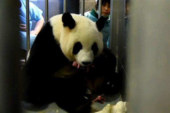 Makau'da ikiz panda doğdu