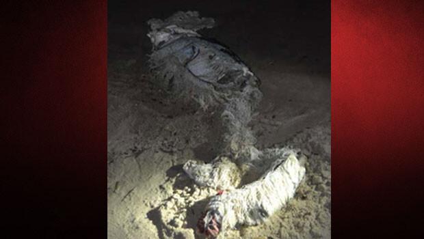 Kuşadası sahilinde çürümüş çocuk cesedi bulundu!
