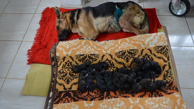 Mersin'de bir köpek sezaryenle 16 yavru doğurdu