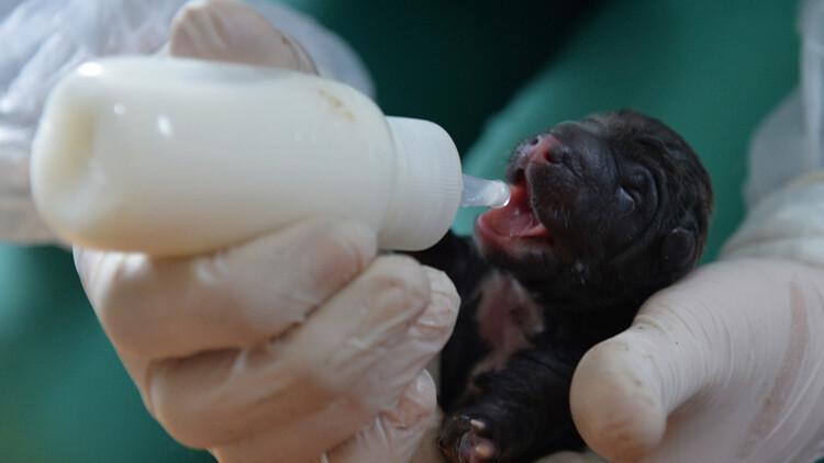 Mersin'de bir köpek sezaryenle 16 yavru doğurdu