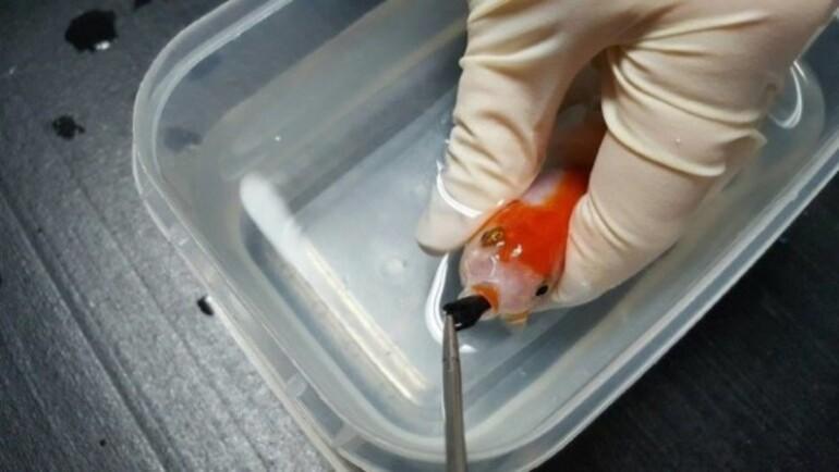 Boğazına çakıl taşı kaçan Japon balığı için 500 dolar harcayan hayvanseverin iyilik dolu hikayesi