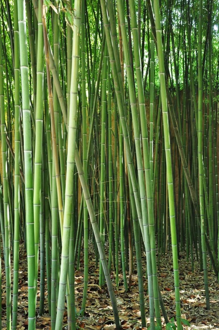 Bahçesinde bambu ormanı bulunan saray: Beylerbeyi