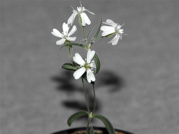 Scientists Revive 30 000 Year Old Plant