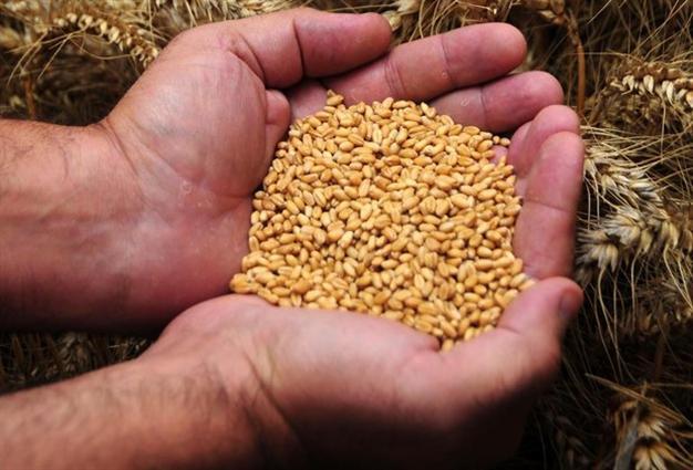 Turkey sees record high wheat production levels but keeps importing due ...