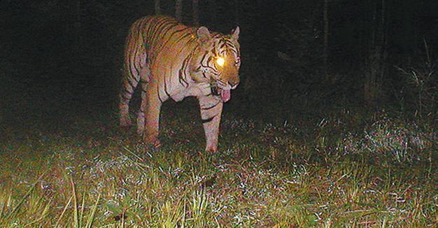 Cambodia to repopulate forests with tigers from abroad