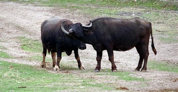 Turkey's buffalo population sharp drop Latest News