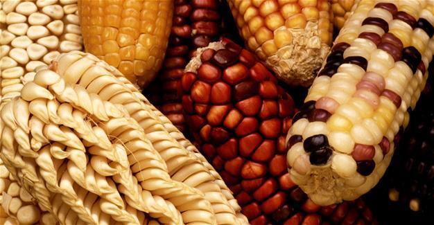 Turkish biosecurity council allows use of genetically modified soybeans,  corn as animal food - Turkey News