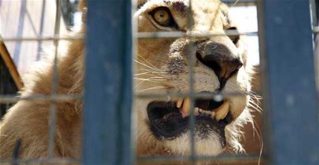 Animals from war-torn Syria evacuated to Jordan