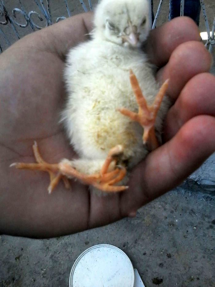 Four Legged Chick Baffles Locals In Turkeys South Turkey News 