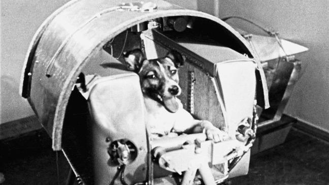 Mice, fish and flies: the animals still being sent into space - World News