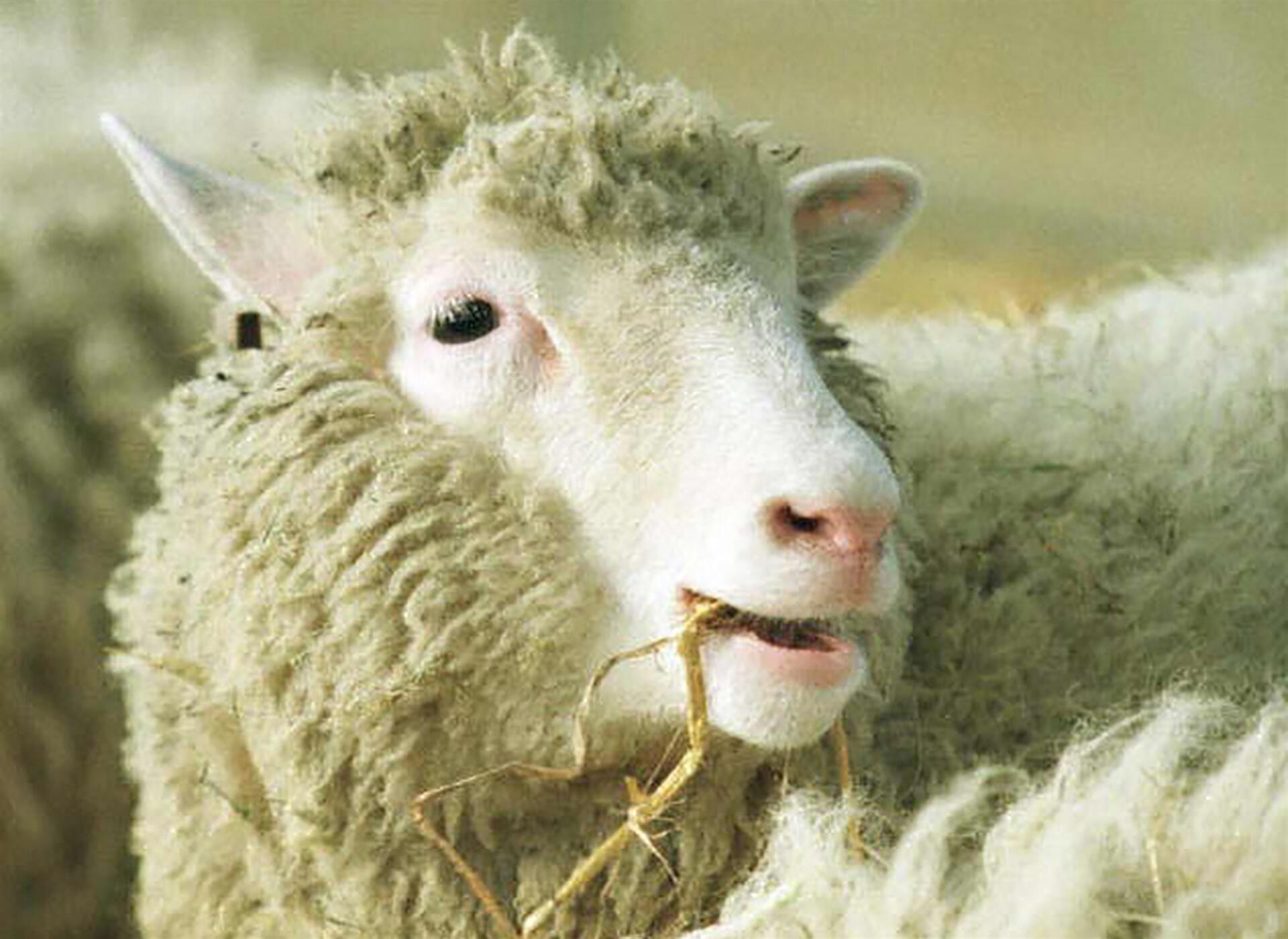 Dolly the cloned sheep was not old before her time