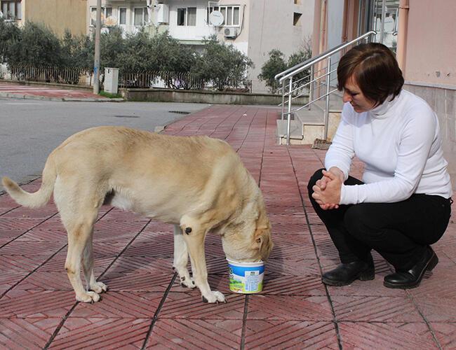 Woman attacked for feeding stray animals in Turkey's Manisa - Türkiye News