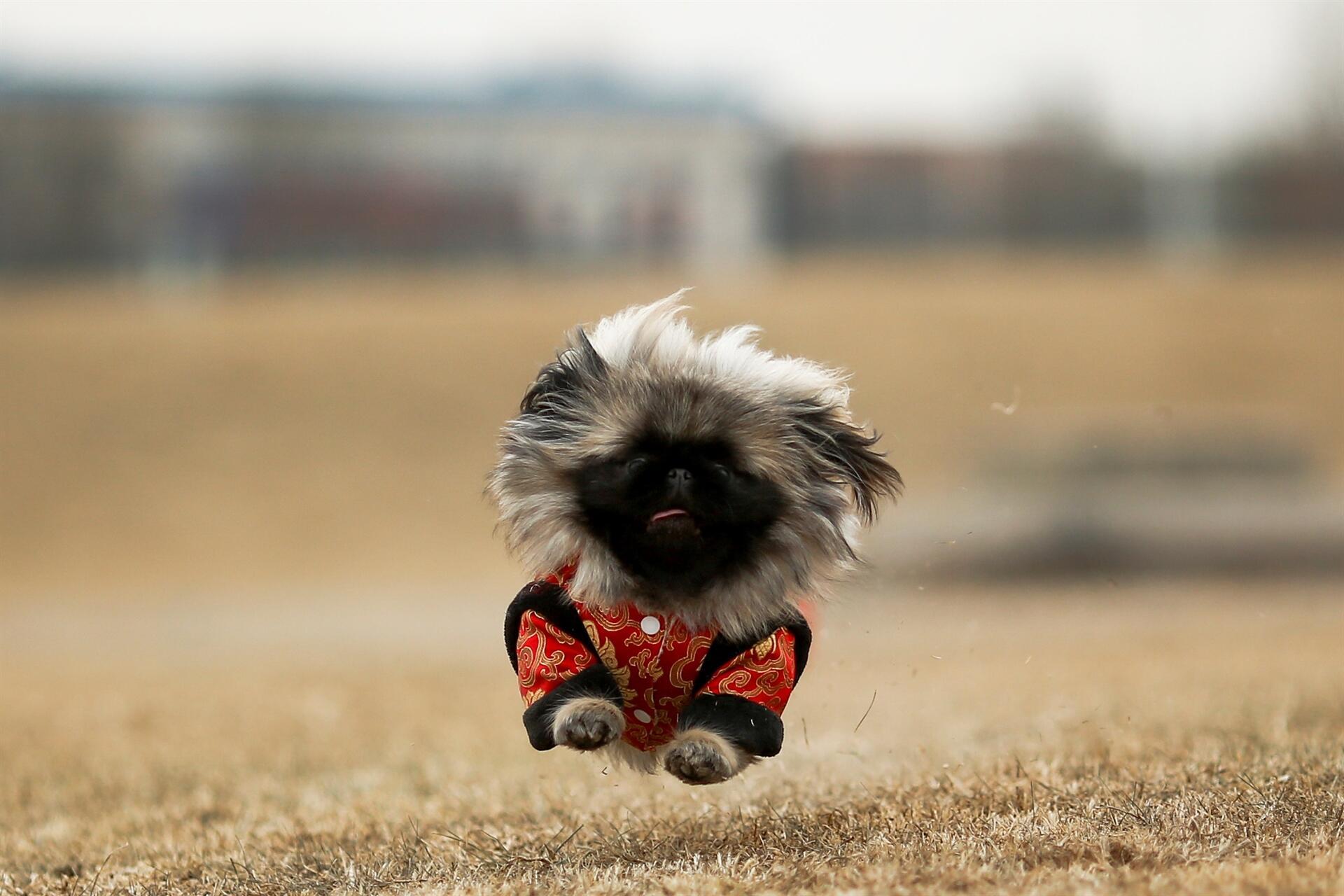 As China's Year of the Dog begins, Pekingese breed is scarce