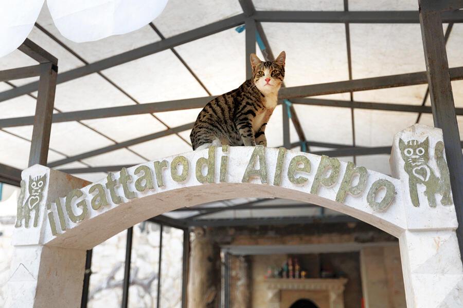 In war-torn Syria, 'cat man' starts rare animal clinic