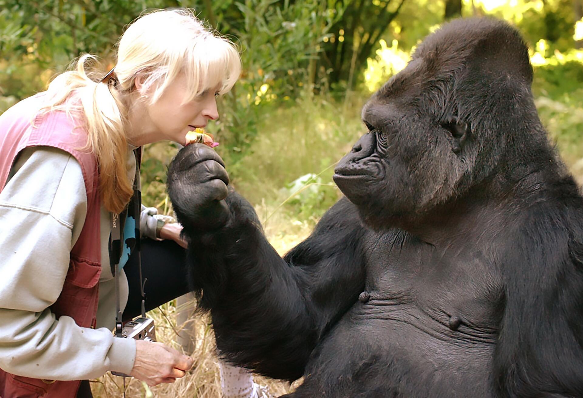 Koko the gorilla used smarts, empathy to help change views