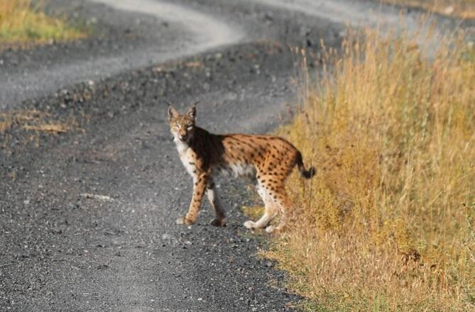 Lucky' man photographs red lynx in eastern Turkey