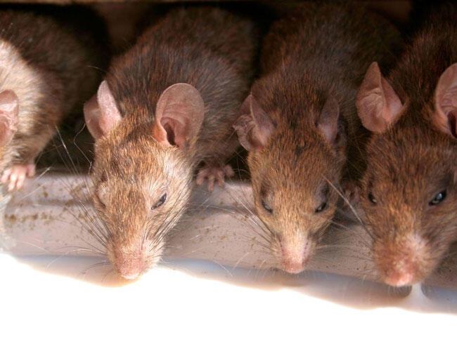 Worlds First Human Case Of Rat Disease Found In Hong Kong World News