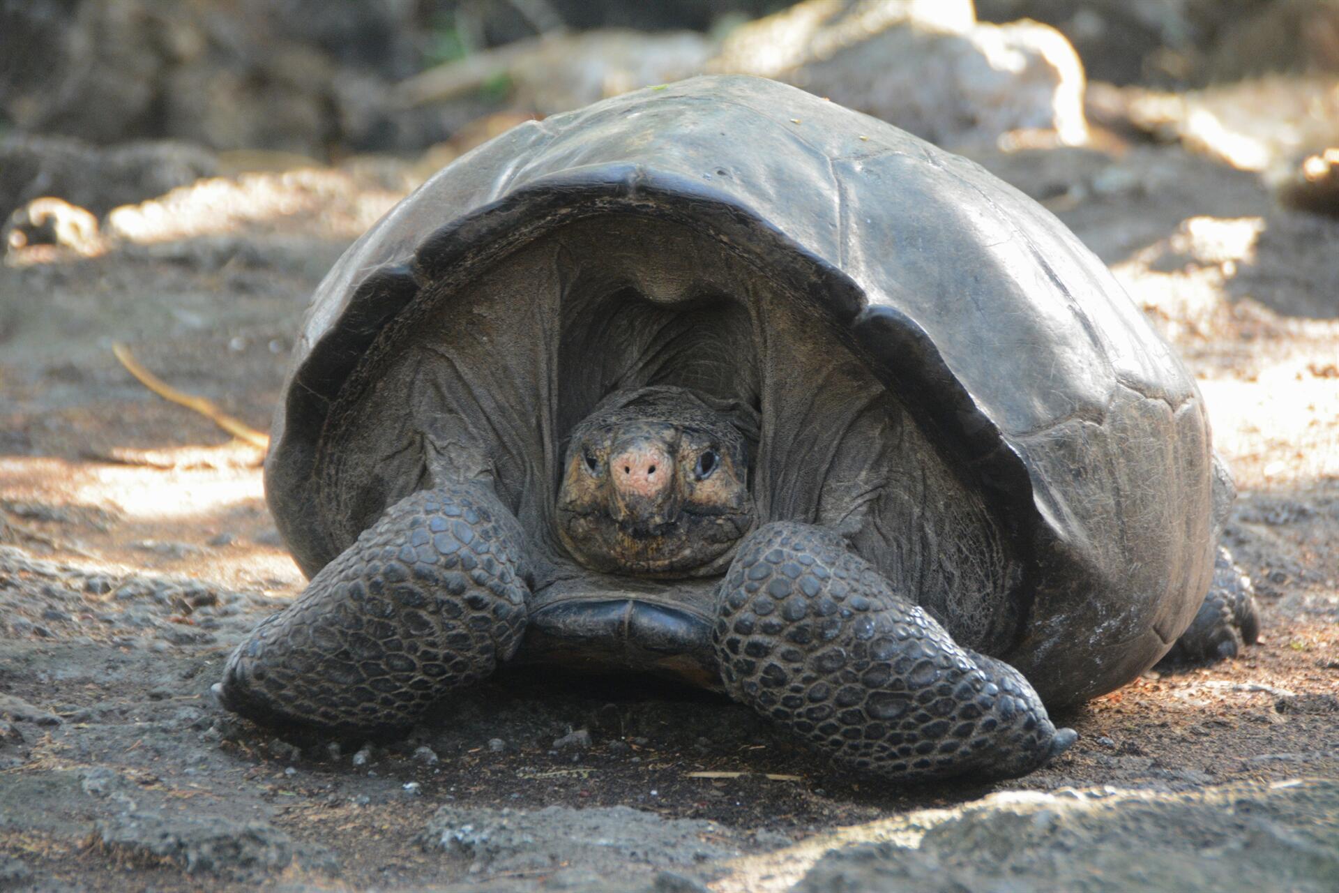 Giant tortoise thought extinct is found on Galapagos
