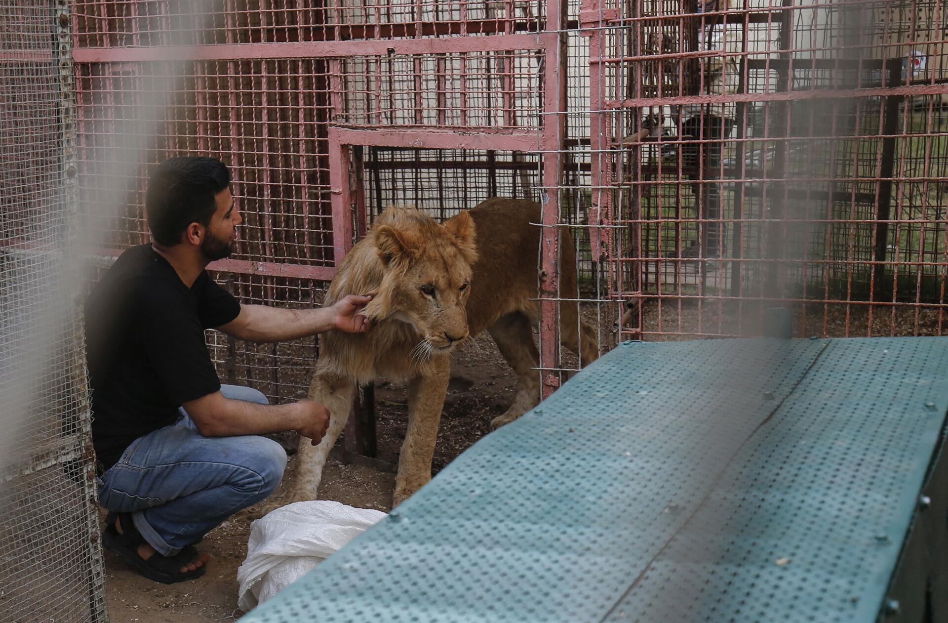 More than 40 zoo animals evacuated from Gaza Strip