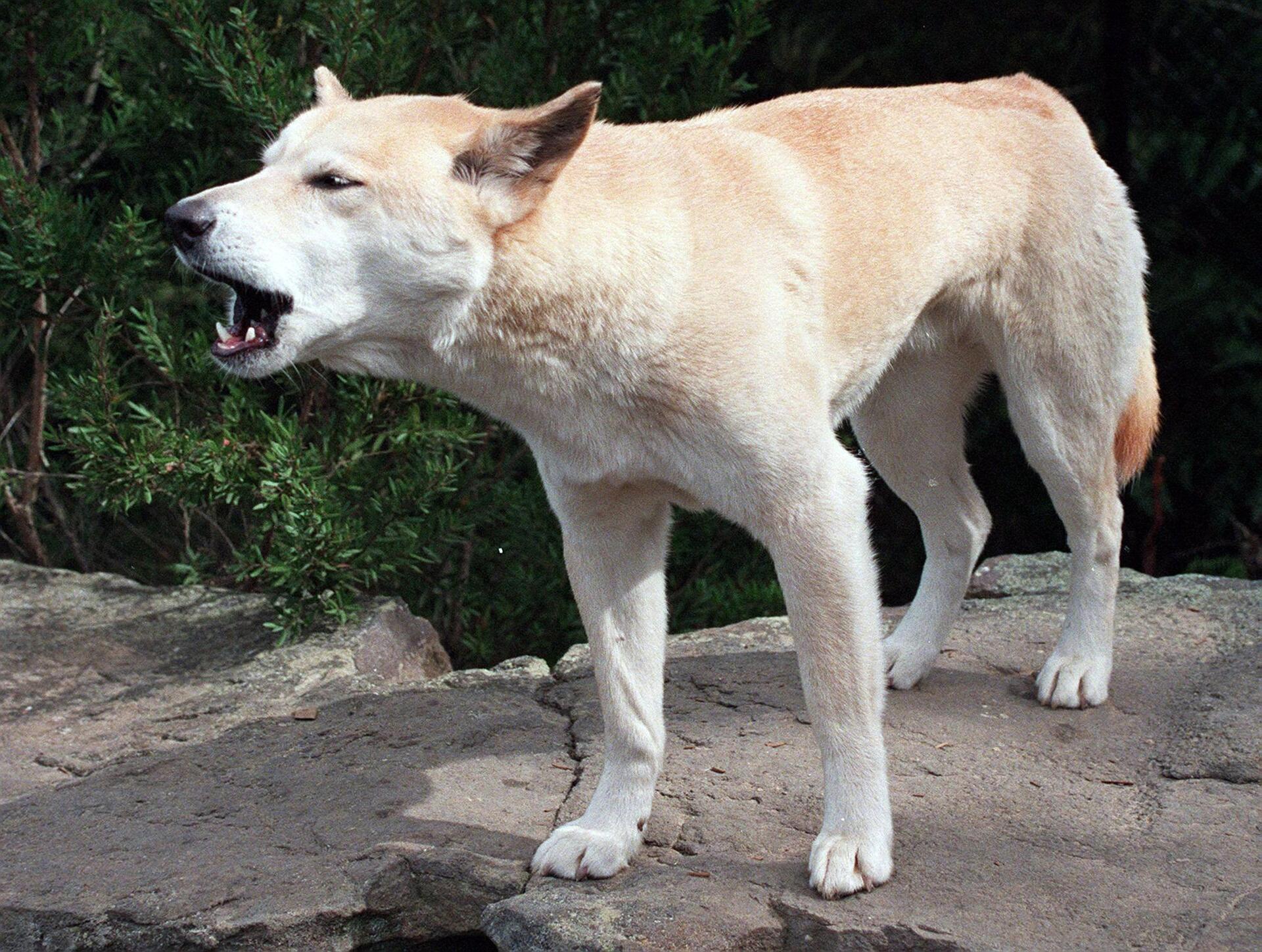 dingo drags sleeping toddler from bed