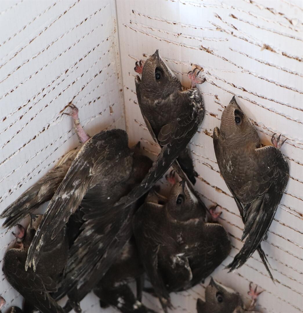 Larry Belmont ål Reskyd Swift birds released into nature