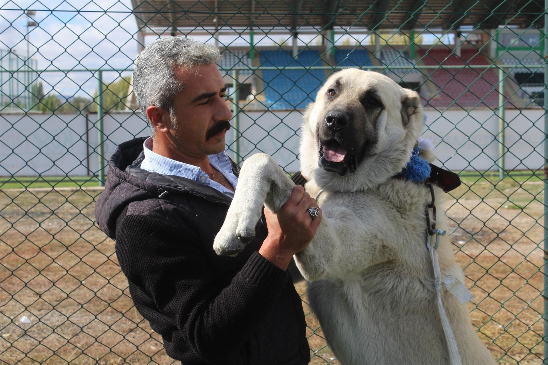 turkish cattle dog