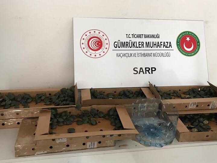 Turkey seizes 3,400 smuggled terrapin turtles at border Turkey News