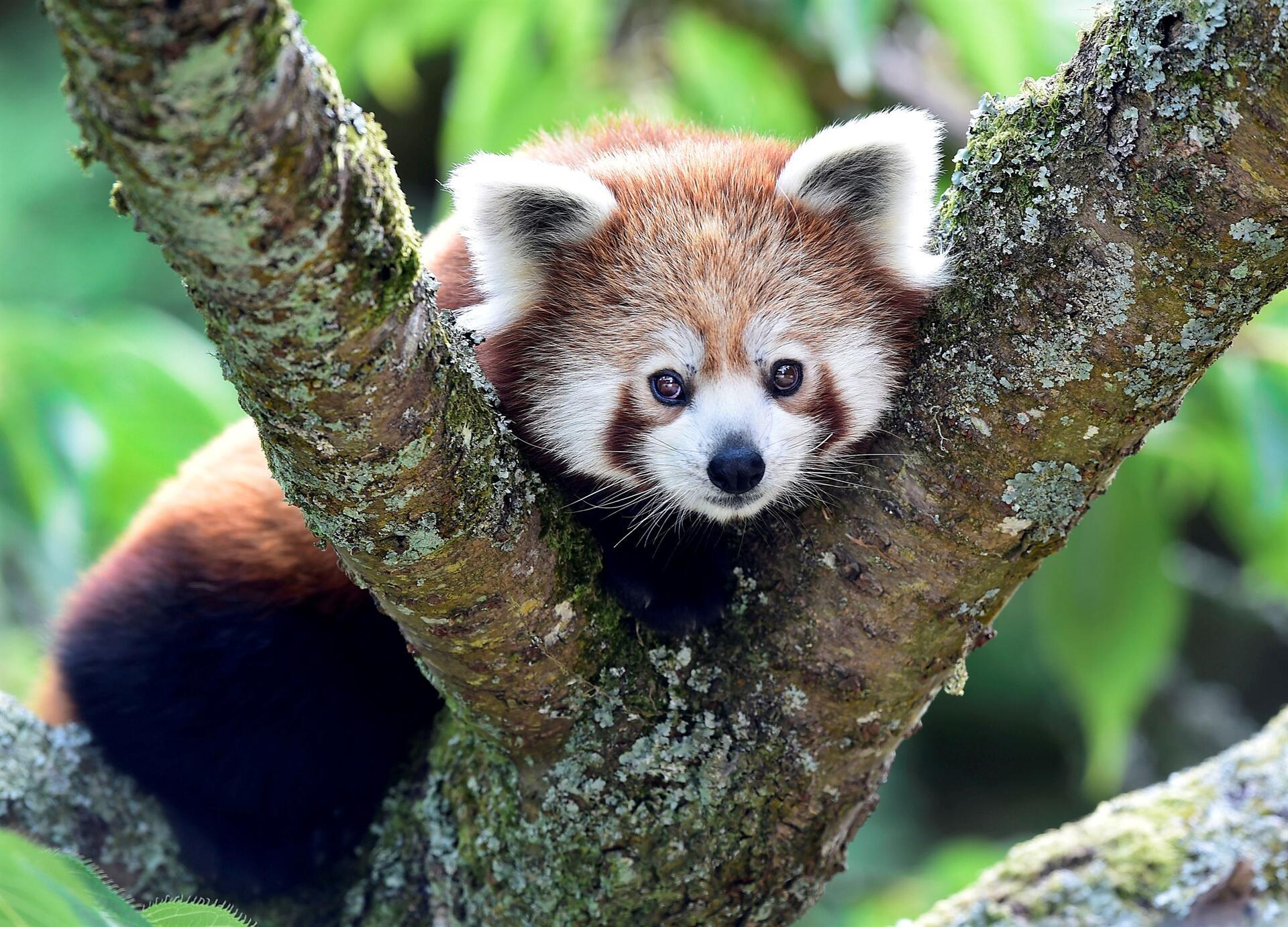 Red Pandas Are Actually Two Separate Species Study Finds World News