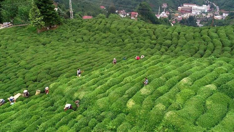 Tea Pickers On High Demand Amid Travel Curbs Latest News