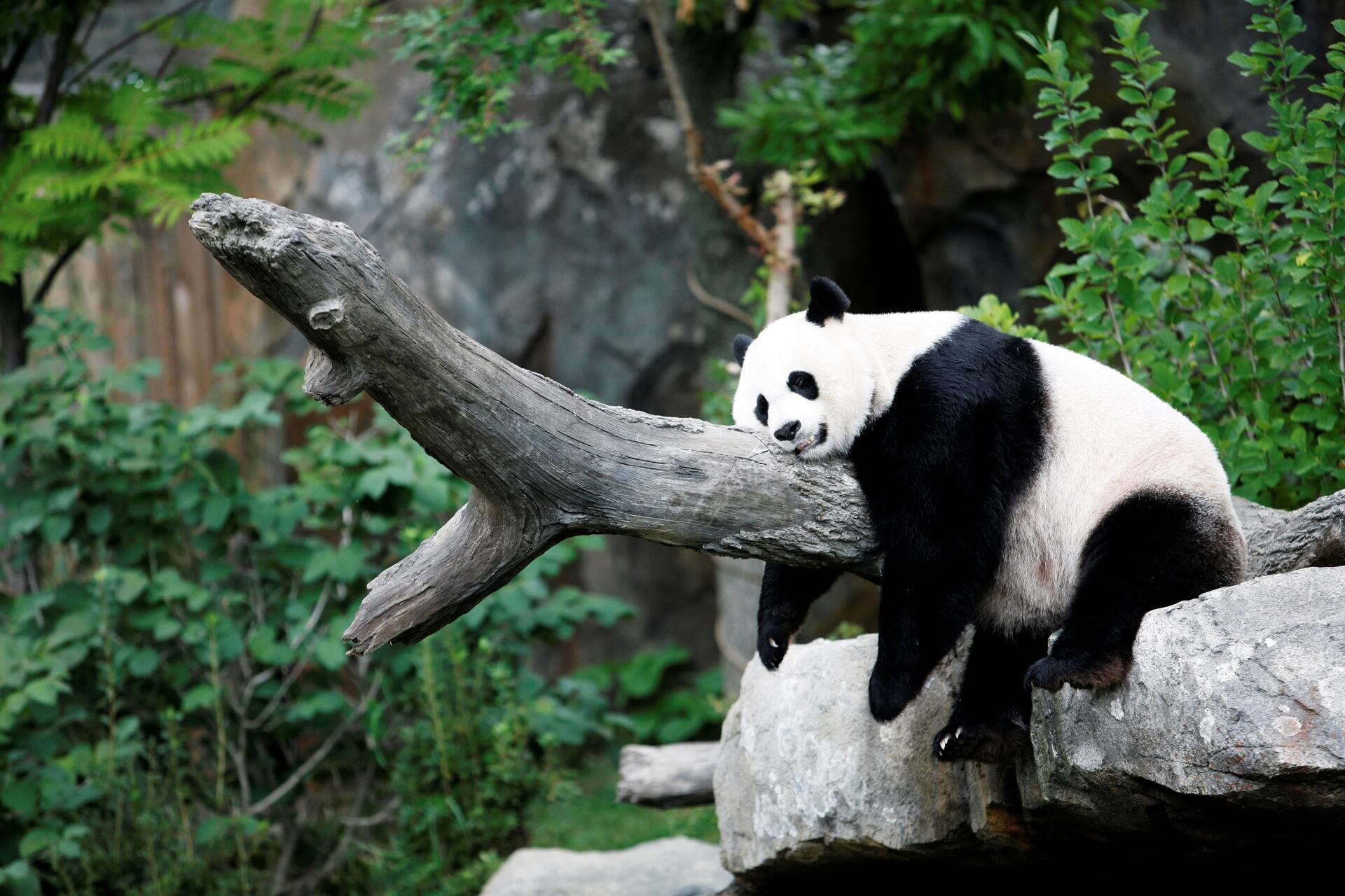 Черно и бяло: учени откриват тайни за цветовете на гигантската панда