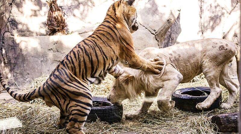 Friendship between lion, tiger amazes visitors in wildlife park